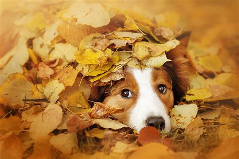 Their tongues can do that?! Grooming Tips for dogs in fall
