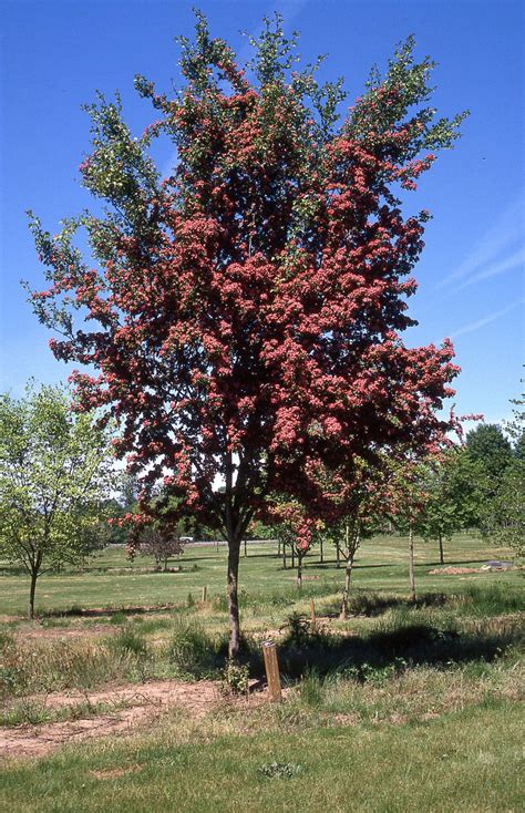 Crimson Cloud Hawthorn Glover Nursery Hawthorn Tree Landscaping