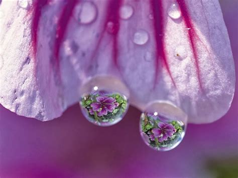 Unimaginative Me Flowers With Water Droplets