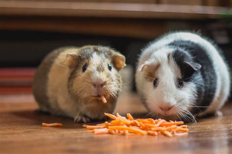 The History Of Cuy Guinea Pigs Its Whats For Dinner Tlg