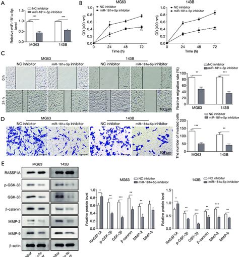 mir 181α 5p knockdown suppressed the os cell proliferation migration download scientific
