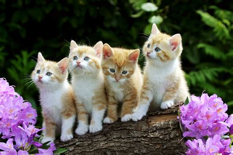 Cute Baby Cats Full Wallpapers Hd Desktop And Mobile