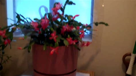 Pruning is easy and keeps them healthy, bushy and blooming beautifully. Christmas Cactus - YouTube