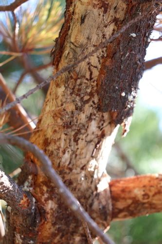 Pine Pitch Canker Fusarium Circinatum INaturalist