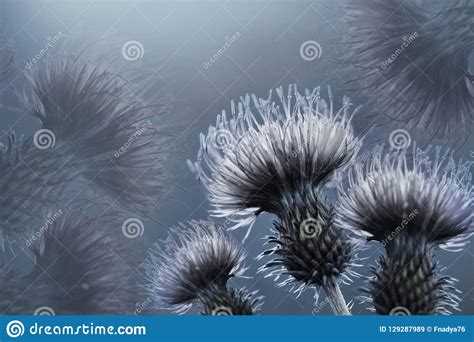 Gli agapanthus fioriscono per tutta la bella stagione, semplici da coltivare sono perfetti per bordure alte, fitte di foglie e fiori blu o bianchi. Fondo Blu Floreale Fiore Spinoso Grigio-blu Del Cardo ...