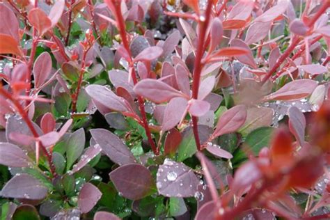 Berberis Thunbergii Atropurpurea Zuurbes Bloemenpark Appeltern