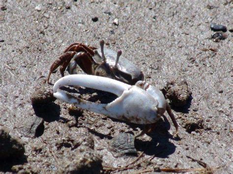Fighting Fiddler Crabs Call Each Others Bluff