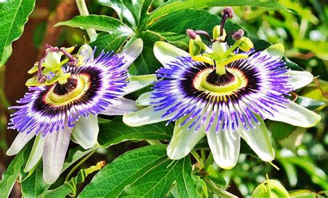 Maybe you would like to learn more about one of these? Passion Flower | Climbing flowering vines, Climbing vines ...