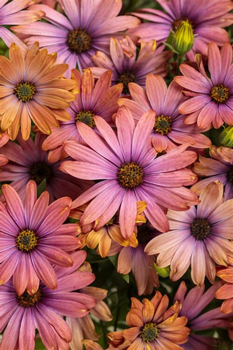27 Best Fall Flowers Blooms For Your Autumn Garden Proven Winners
