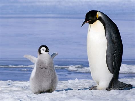 Hd Wallpaper Animal Bird Pinguinos Animals Birds Hd Art Winter Snow