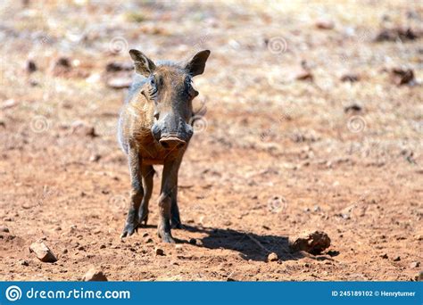 Young Piglet Common Wild Warthog Phacochoerus Africanus In Southern