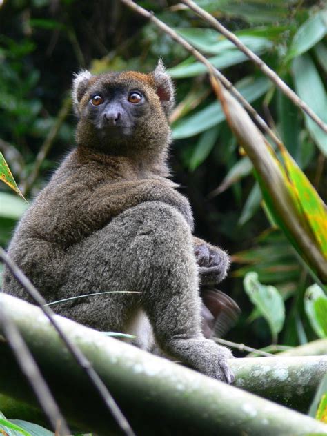Greater Bamboo Lemur Endangered Wildlife