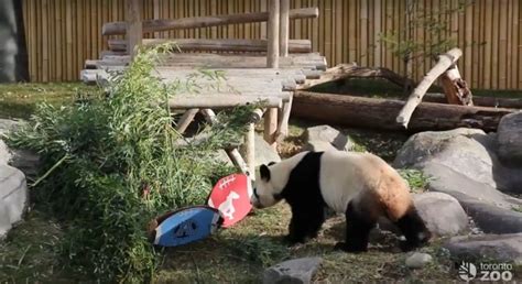 Toronto Zoo Pandas News Videos And Articles
