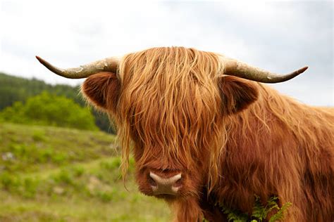 Best Highland Cow Face Stock Photos Pictures And Royalty