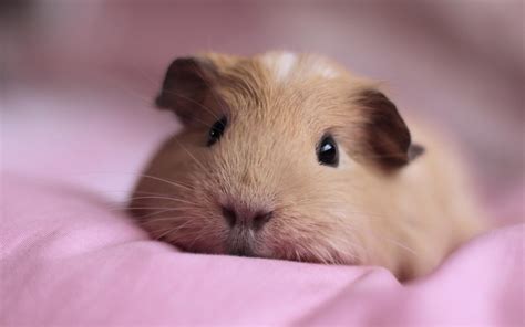 Guinea Pig Wallpapers - Wallpaper Cave