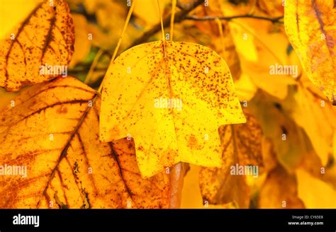 Golden Autumn Leaves Background Stock Photo Alamy