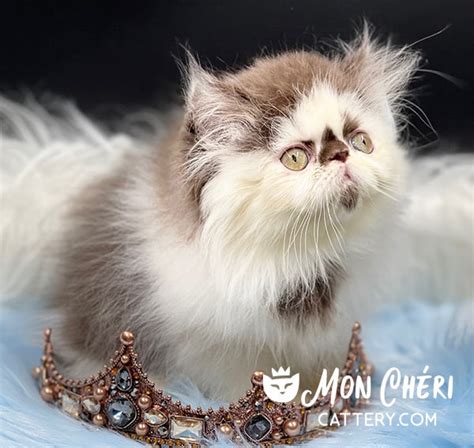 Gallery Of Exotic Longhair Kittens Persian Kittens