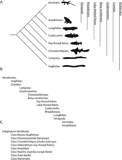 A A Phylogenetic Tree Reflects The Evolutionary Relationships Among