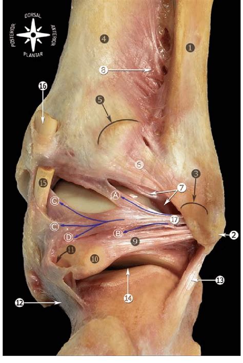 Learn how to naturally prevent joint your ankle is supported with the help of sturdy ligaments whose job is to also provide mechanical feedback to the rest of your body so you can. Posterior view of the anatomic dissection of the ankle ...
