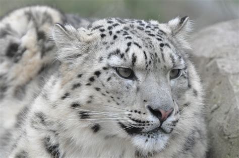 The Snow Leopard Uncia Uncia Prince Georges County Parents