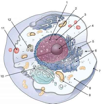 Animal cell diagram fill in the blank. Exercise - Medical Terminology - 78 Steps Health
