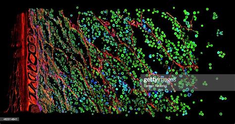 Confocal Microscopy Of Plant Tissue High Res Stock Photo Getty Images