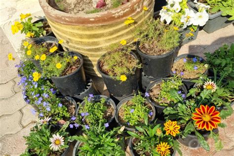 Home Flora Indoor And Outdoor Plants Qatar Living