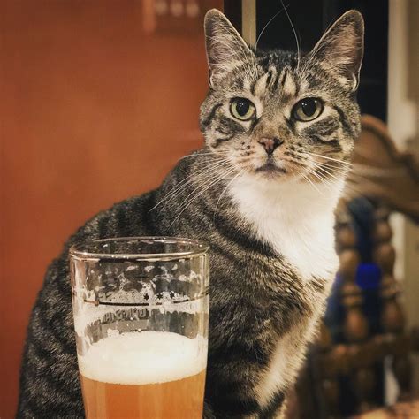 Kristen Stewart Beverages Beer Animals Cat Breeds Root Beer Ale