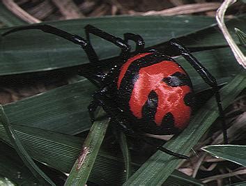 They are also feared as they are the most venomous spiders in north america. Latrodectus elegans - Wikipedia