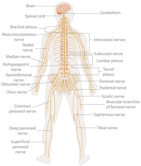 Map Of Nerves In Human Body