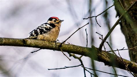 Lesser Spotted Woodpecker D Minor Woodland Trust