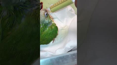 Feeding Hand Reared Parrot Youtube