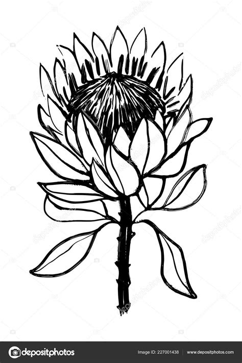 We did not find results for: Ink Hand Drawn Protea Flower Illustration Black White ...