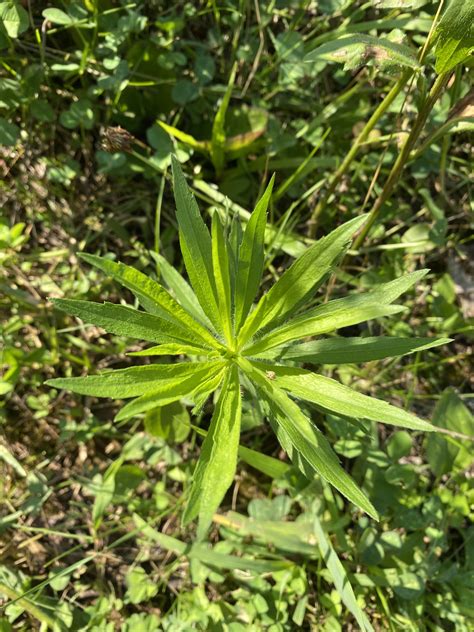 Marestail Weed Id Wednesday North Carolina Cooperative Extension