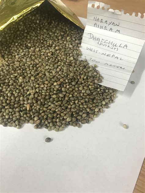 What Is The Difference Between Regular Seed And Feminized Seed Best