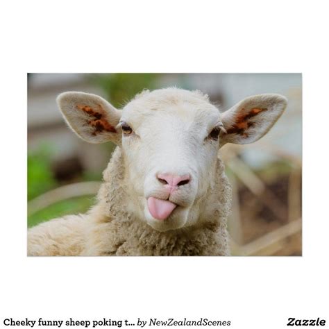 Cheeky Funny Sheep Poking Tongue Out Poster Zazzle Funny Sheep