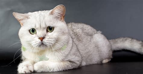 Meet The White Cat Breeds Petfinder