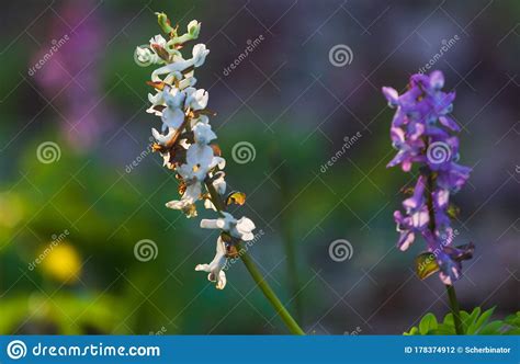 Colorful Spring Landscape With Flowers Stock Photo Image Of Forest
