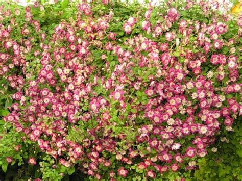 Being a viticella variety, it is robust and. Clematis viticella 'Avant-garde' | Clematis | Pinterest ...