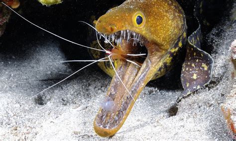 Fangtooth Moray Eels Incredible Photos Taken Inches Away From Hideous
