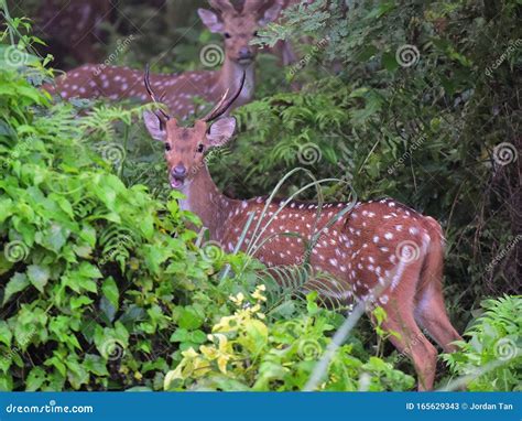 Herd Of Female Red Spotted Deers In Chitwan National Park Jungle In