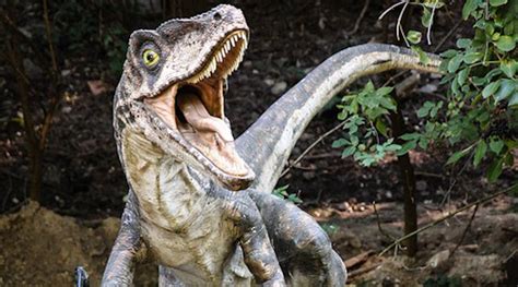 Jurassic Park Got It Wrong Raptors Dont Hunt In Packs Eurasia Review