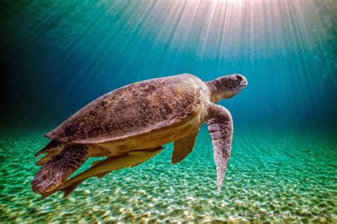 25 Amazing Pictures Of Sea Turtles