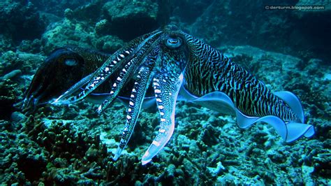 Underwater Octopus Squid Ocean Sea Wallpapers Hd