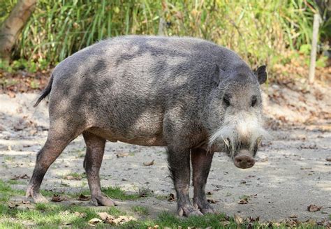 Borneo's bearded pig, gardener of forests and protector of their