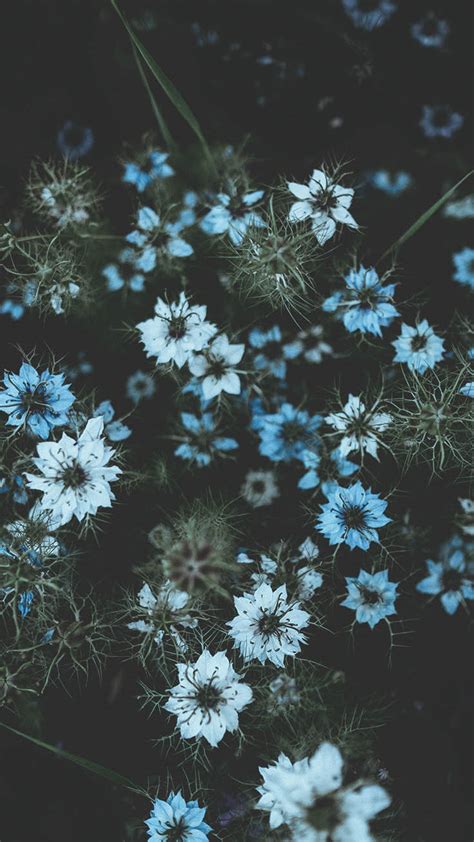 27 Floral Iphone 7 Plus Wallpapers For A Sunny Spring