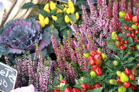 The Wanderer's Chronicles: Lisbon Chronicles | Flower Shops