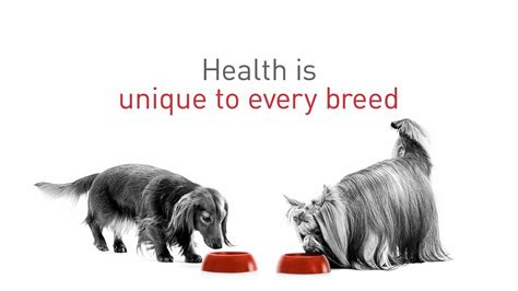 Royal canin food is truly fit for royalty. Royal Canin - healthy food for every breed - YouTube