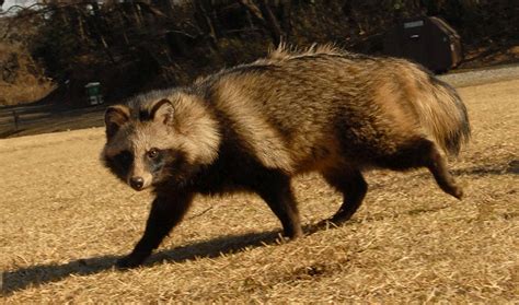 Tanuki Animal