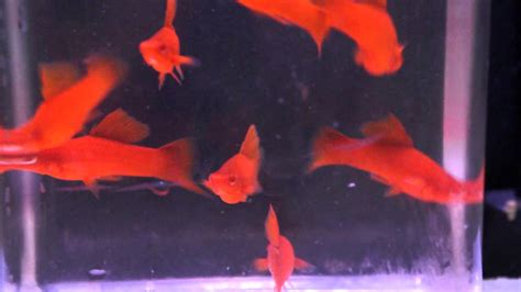 Albino Blood Red Hi Fin Young Swordtails Young Males Youtube